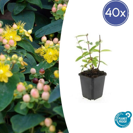 Johanniskraut Hypericum inodorum 'Annebel' – ↕10-25cm – Ø9cm – 40 Pflanzen – Kompakter, sommerblühender Strauch für Beet, Bodendecker & niedrige Hecke – Pflegeleicht & robust