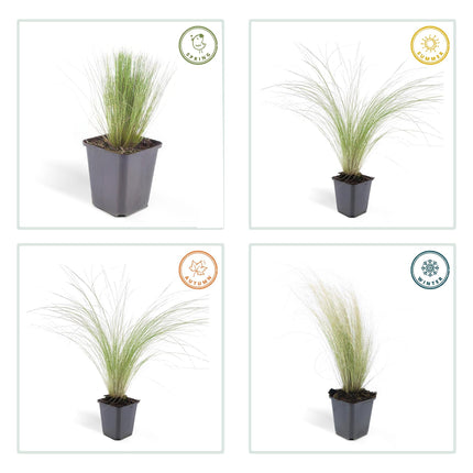 Stipa tenuissima ‘Ponytails’ – 48 Pflanzen – ↕10-25cm – Ø9cm – Ziergras – Feinhaarig & Luftig – Sonne – Pflegeleicht – Für Garten & Beete