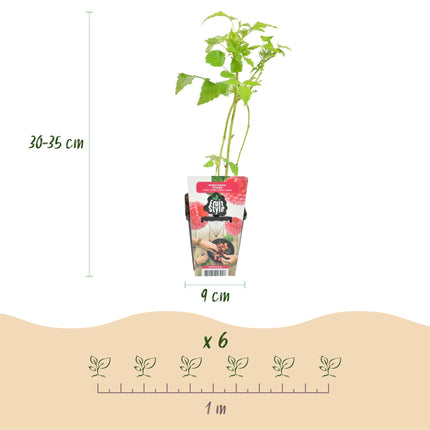Himbeere Rubus idaeus Ottawa winterhart 6 Pflanzen Ø9cm Höhe 30cm – Rote Himbeere für Garten Beet Balkon & Terrasse – Süße Früchte