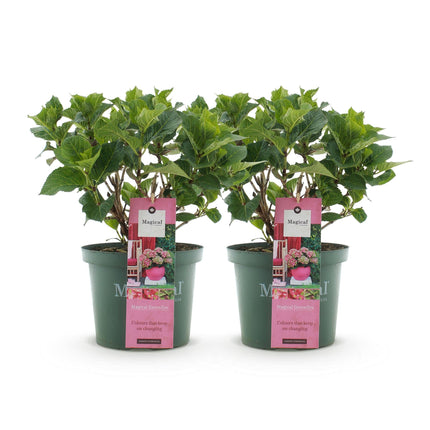 Hydrangea macrophylla Magical Green Fire – Gartenhortensie Rosa-Grün – 2 Pflanzen 23 cm – Höhe 55 cm – 6-10 Blüten – Balkonpflanze – Farbwechselnde Blüten – Pflegeleicht