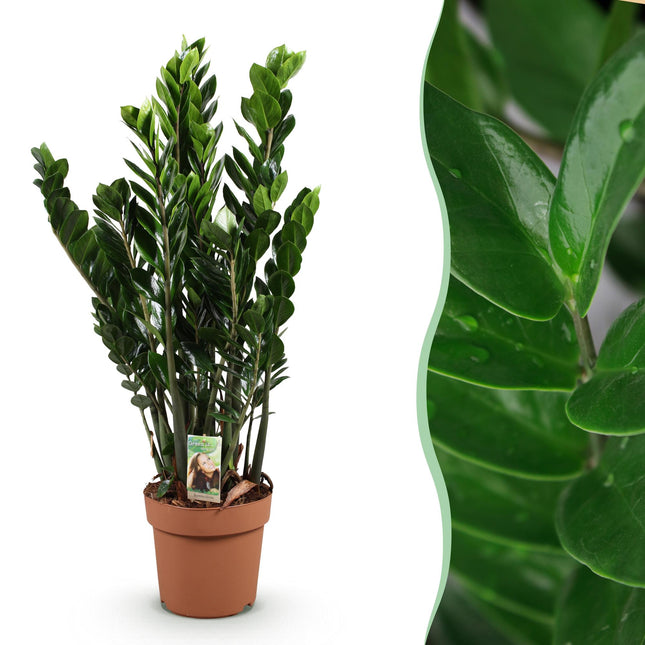 Zamioculcas – ZZ – Pflanze 80-90cm – 21cm – Pflegeleichte robuste Zimmerpflanze – Tiefgrüne glänzende Blätter