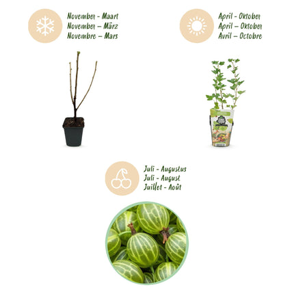 Grüne Stachelbeere Ribes uva – crispa Hinnonmaki Grün winterhart 3 Pflanzen Höhe 30cm Ø9cm – für Garten Beet Balkon & Terrasse