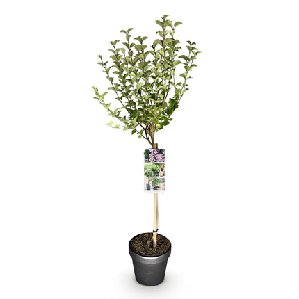 Zwergflieder Syringa meyeri Palibin – 19cm Höhe ca.90cm – Lila blühend & duftend – Winterhart & laubabwerfend – Ideal für Beet Balkon Terrasse