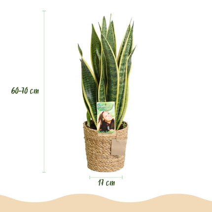 Sansevieria Laurentii – Zwei pflegeleichte Schwiegermutterzungen im dekorativen Korb – 17cm – Höhe 60-70cm – Grün – Robuste Luftreinigende Pflanzen