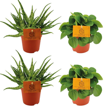 Zimmerpflanzen-Set – 2× Aloe Spider & 2× Peperomia Rana Verde – Ø10.5cm – Pflegeleichtes 4er-Set – Sukkulenten & Grünpflanzen für Zuhause & Büro