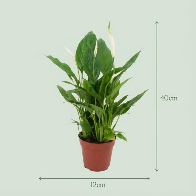 Spathiphyllum Einblatt – 4 Pflanzen – Ø12cm – Höhe 35-40cm – Luftreinigende Zimmerpflanze – Weiße Blüten – Ideal für Wohnraum & Büro