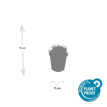 Pfriemen – Mastkraut – Sagina subulata – ↕10-25cm – Ø9cm – 60 Pflanzen – Immergrün, trittfest & winterhart – Ideal als Rasenersatz & Fugenbegrünung