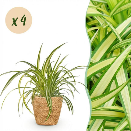 Chlorophytum comosum Variegatum 4er Set Zimmerpflanzen inkl. Naturkorb