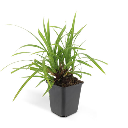 Grünblättrige Segge Carex morrowii 'Irish Green' – ↕10-25cm – Ø9cm – 6 Pflanzen – Bodendecker – Immergrün – Pflegeleicht – Schattentauglich