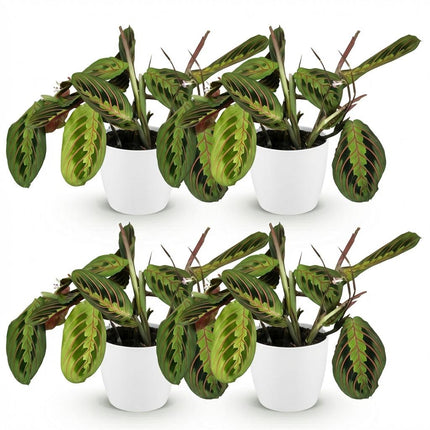Maranta Fascinator Tricolour Gebetsblatt Pflanze 4er Set mit weißem Topf Ø12cm Höhe 25cm Haustierfreundliche Grünpflanze pflegeleicht für Zimmer &
