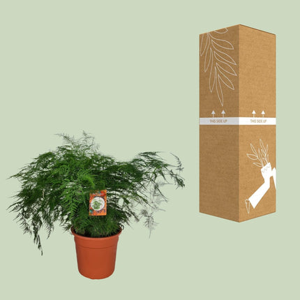 Spargelfarn – Asparagus Setaceus – Zimmerpflanze – Ø27cm – ↕70cm – Pflegeleicht & dekorativ – Luftreinigend