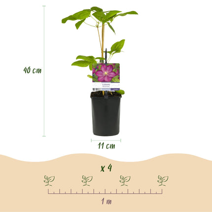 Kletterpflanze Clematis Ville de Lyon – Rosa Blüten – 2 Pflanzen – 11 cm x H40 cm – Winterhart & Pflegeleicht – Ideal für Garten, Balkon & Pergolen