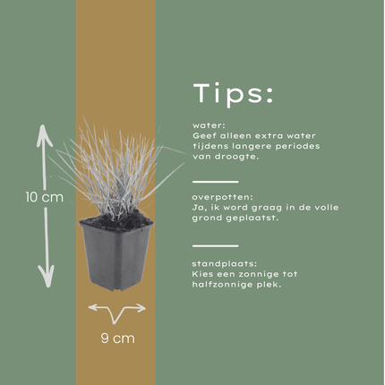 Sesleria autumnalis – 24 Pflanzen – Ø9cm – Höhe 10-25cm – Winterhartes Ziergras – Goldbraune Herbstfärbung