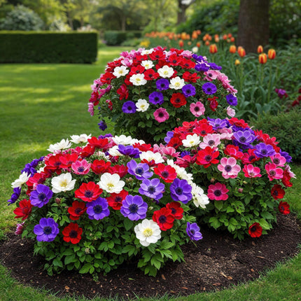 Blumenzwiebeln Anemone de Caen Mix – 30 Blumenzwiebeln – Verschiedene Farben – Frühblühende Anemonen für Beet, Balkon & Terrasse