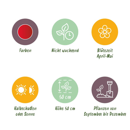 Blumenzwiebeln Tulipa Triumph Red – Rot – 15 Stück – Zwiebelgröße 11/12 – Klassische Triumph-Tulpen für Garten, Balkon & Terrasse – Frühjahrsblüher