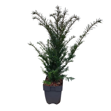 Europäische Eibe Taxus baccata – Immergrün – Heckenpflanze – 6 Pflanzen – 17 cm x H60 cm – pflegeleicht