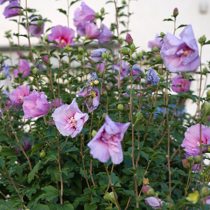 Hibiscus syriacus Lavender Chiffon – Stamm-Pflanze Ø19cm – ca. 90cm hoch – Winterharte Terrassen- & Balkonpflanze – Lila gefüllte Blüten – Pflegeleicht & bienenfreundlich