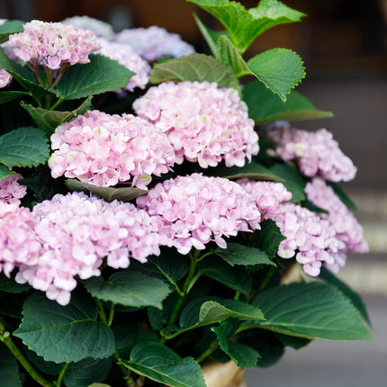 Hortensie Magical Revolution Pink – Rosa – Hydrangea macrophylla – 23cm – Ca. 55cm hoch – 6-10 Blüten – Für Balkon, Terrasse & Beet