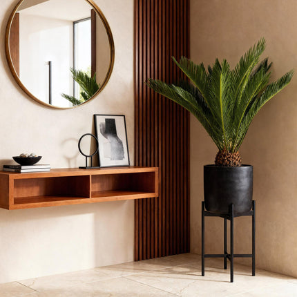 Cycas Revoluta – Palmfarn – 70cm – 17cm – Pflegeleichte Zimmerpflanze mit fiederförmigen Blättern – Robuste Sago – Palme für elegante Innenräume