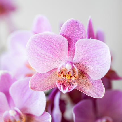 Orchideen Überraschungsbox – 2 Orchideen – 9 cm – Pflanzen-Vorteilsbox – frische Lieferung direkt vom Züchter