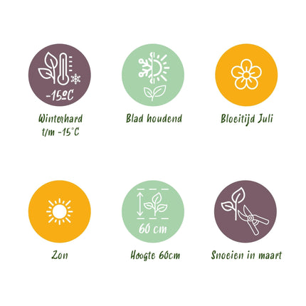 Zartes Federgras Stipa tenuifolia Pony Tails – 2 Pflanzen – Ø17cm – Immergrün, pflegeleicht & trockenheitsresistent – Höhe ca. 50cm – Bienenfreundlich & vielseitig