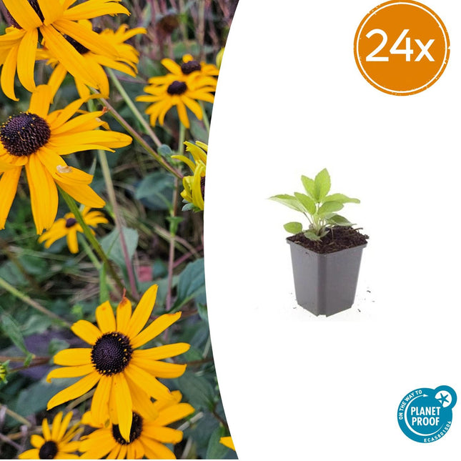 Rudbeckia fulgida 'Goldsturm' – 24 Pflanzen – ↕10-25 cm – Ø9 cm – Sonnenhut Staude – Winterhart & Pflegeleicht – Bienenfreundlich – Blühend von Juli bis Oktober