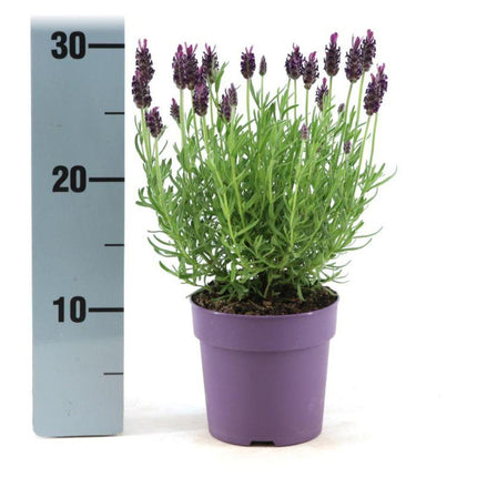 Echter Lavendel Lavandula stoechas Anouk – 6 Pflanzen – Duftender Schopflavendel – Ø12cm – Winterhart – Für Garten, Terrasse & Balkon