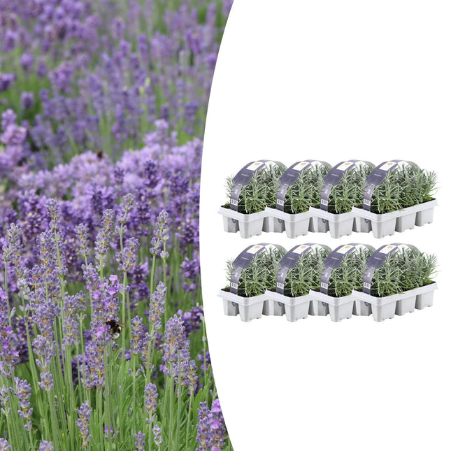Echter Lavendel – Lavandula angustifolia – Ø7cm x H15cm – 48 Pflanzen – Duftend & pflegeleicht – Für Balkon, Terrasse & Beet – Mediterrane Schönheit