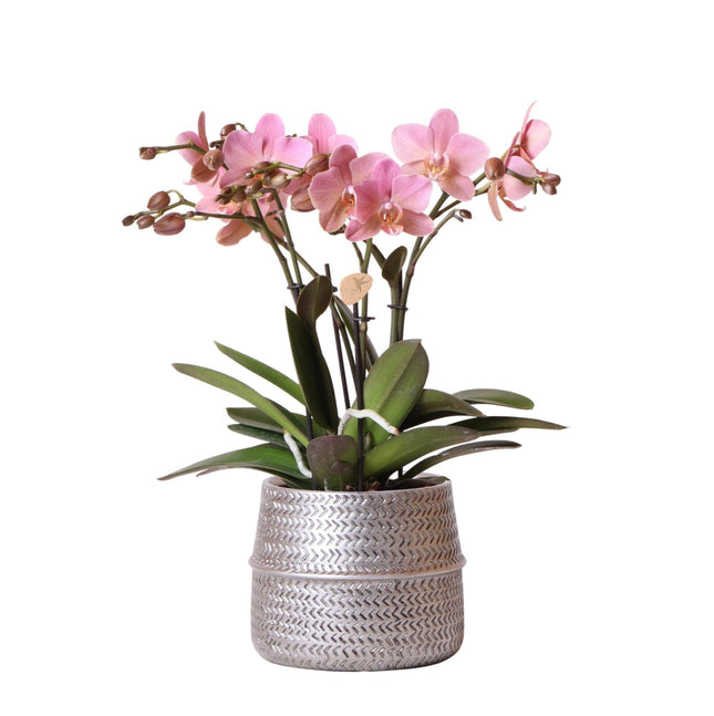 Phalaenopsis-Orchidee Rosa Treviso – 4 Blütenzweige – Zimmerpflanze im silbernen Groove-Topf Ø12cm – Höhe 35cm – Elegante exotische Blütenpracht