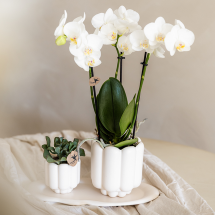 Retro Pflanztopf – Weiß – Ø9cm – Dekorativer Übertopf aus Keramik – Slow Living Kollektion – Blumentopf mit Rillenstruktur – Für Orchideen & kleine Zimmerpflanzen