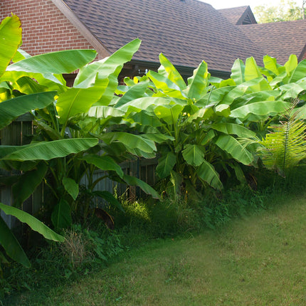 Bananenpflanze Musa Basjoo – 4 Pflanzen – Winterhart – Obstpflanze – Ø17cm Höhe ca. 40cm – Exotisches Flair für Garten, Terrasse & Balkon
