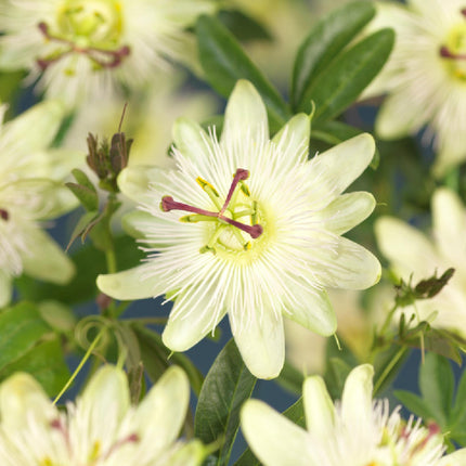 Passiflora Avalanche Passionsblume – Weiße Kletterpflanze 11cm – 2 Pflanzen Set ca.40cm – Duftende Blüten & Pflegeleicht