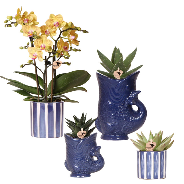 Set mit Orchidee Lima & Sukkulenten – In Keramiktöpfen Ø9cm & Ø6cm – Blühende Zimmerpflanze mit Sukkulenten – Dekoratives Pflanzenset