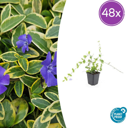 Vinca minor 'Blue and Gold' – 48 Pflanzen – Immergrüner Bodendecker – Blau-lila Blüten – Goldgelbe Blätter – 10–25 cm – Ø9 cm – Schattentolerant & pflegeleicht