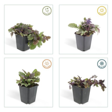 Kriechender Günsel Ajuga reptans 'Burgundy Glow' – ↕10-25cm – Ø9cm – 60 Pflanzen – Immergrüner Bodendecker & pflegeleicht