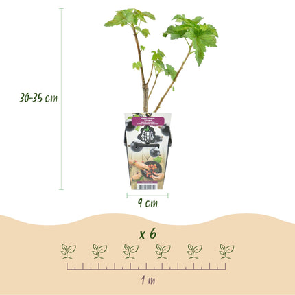 Schwarze Johannisbeerpflanzen Ribes nigrum Titania winterhart 6 Pflanzen Ø9cm Höhe 30cm – Vitaminreiche schwarze Johannisbeere für Garten & Balkon