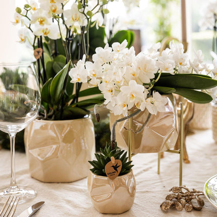 Pflanzen Set mit Zierpflanzgefäßen für Tischdekoration – Elegante Mini Zimmerpflanzen im Topf Ø9cm & Ø6cm – Perfekt für festliche Dinner – Dekoration