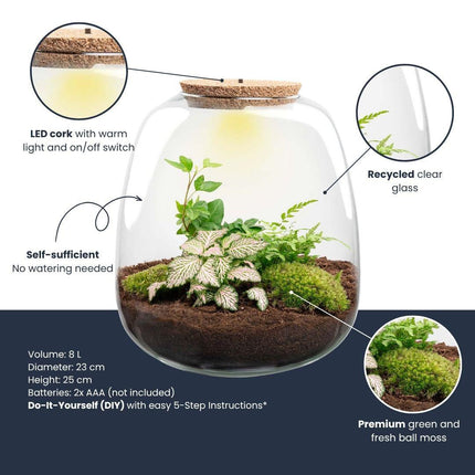 Flaschengarten Emma – Bausatz mit LED – Korkdeckel – Ø23cm ↕25cm – DIY Pflanzenterrarium mit Efeu, Farn & Fittonia Pink Tiger – Ökosystem aus Glas