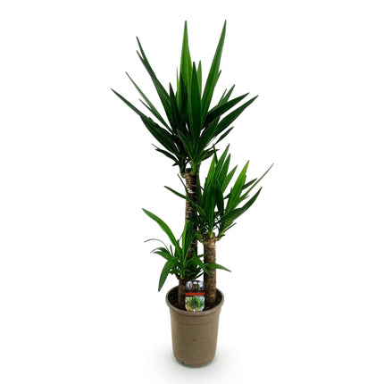 Palmlilie Yucca Elephantipes – 100cm – 21cm – Pflegeleichte Palmlilie mit langen, spitzen Blättern