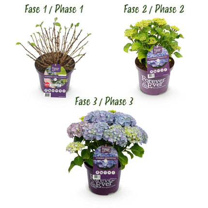 Hortensie Forever & Ever – Blau – 2 Pflanzen – Hydrangea macrophylla – Je im 23cm Topf – Ca. 55cm hoch – 7-12 Blüten – Für Balkon, Terrasse & Beet