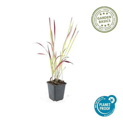 Japanisches Blutgras Imperata cylindrica 'Red Baron' – ↕10-25cm – Ø9cm – 20 Pflanzen – Leuchtend Rote Spitzen, Ziergras, Winterhart, Pflegeleicht, Kübel & Beet