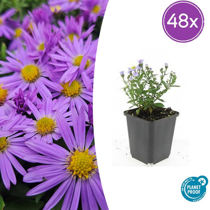 Aster (D) 'Prof. Anton Kippenberg' – Herbstaster – 48 Pflanzen – violette Blüten – Ø9cm – ↕10–25cm – schmetterlingsfreundlich – pflegeleicht – lange Blütezeit