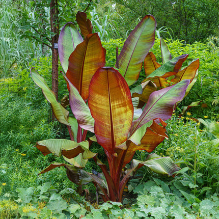 Bananenpflanze Ensete ventricosum Maurelli – 6 Pflanzen – Winterhart – Tropische Gartenbanane – Ø12cm Höhe 30cm – Für Beet & Terrasse