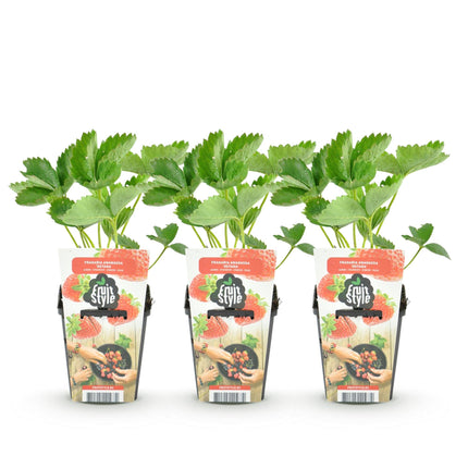 Erdbeere Fragaria Elsanta winterhart 3 Pflanzen Höhe 30cm Ø9cm – Rote Erdbeere für Beet Balkon & Topf – Ertragreiche Obstpflanze mit süßem Aroma