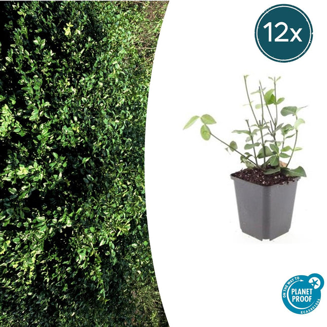 Purpur-Kriechspindel Euonymus fortunei 'Coloratus' – ↕10-25cm – Ø9cm – 12 Pflanzen – Winterharter Zierstrauch für Beete, Bodendecker & Hecken – Glänzende Blätter & purpur-rosa Beeren