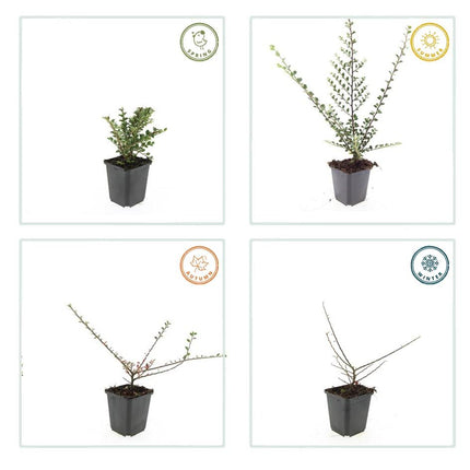 Fächer-Zwergmispel – Cotoneaster horizontalis – ↑10-25cm – Ø9cm – 20 Pflanzen – Winterharter Zierstrauch, Bodendecker, Rote Beeren, Pflegeleicht