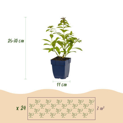 Staudenset – Duftende Blumen – 24 Stauden Ø11cm – Für ca. 3 m² – Bienenfreundlich & pflegeleicht – Verschiedene Farben & Blütezeiten – Ideal für sonnige Beete