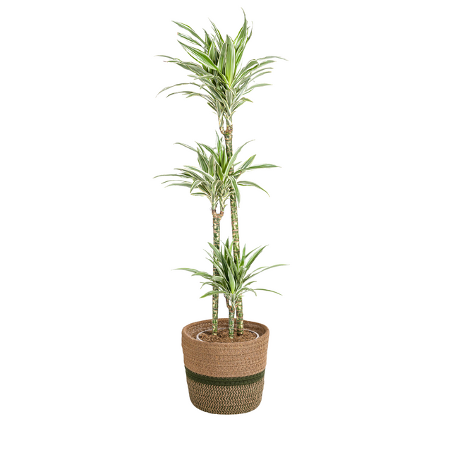 Dracaena Deremensis White Stripe inkl. Naturkorb – Höhe 130-150cm – Ø24cm – Elegante Zimmerpflanze mit zweifarbigem Laub