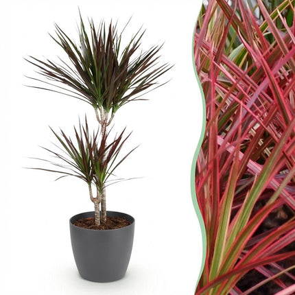 Dracaena Magenta Drachenblutbaum Pflanze mit grauem Topf Ø21cm Höhe 90-100cm Pflegeleichte große Grünpflanze mit roten Akzenten für Zimmer & Büro
