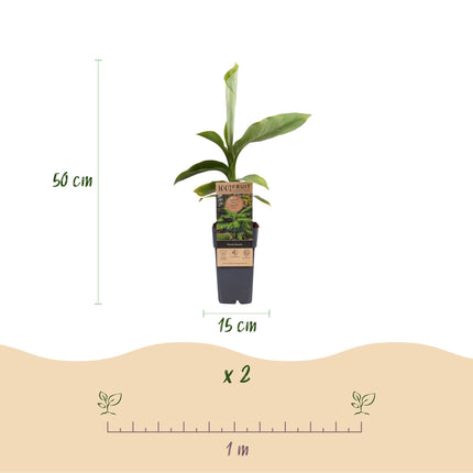 Japanische Faserbanane – Musa basjoo – Winterhart – 2 Pflanzen – Ø15cm – Höhe ca. 50cm – Tropische Optik & essbare Früchte – Pflegeleicht